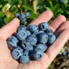 Čučoriedka (Vaccinium corymbosum) SPARTAN
