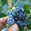 Čučoriedka (Vaccinium corymbosum) TORO