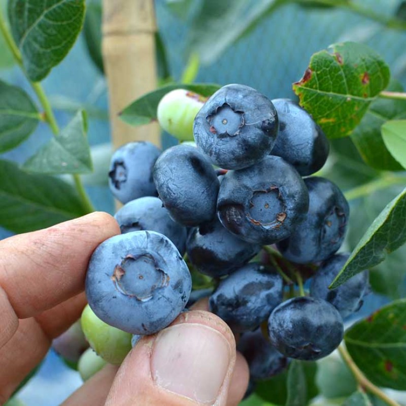 Čučoriedka (Vaccinium corymbosum) TORO