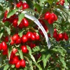 Cornelian Cherry Dogwood (Cornus mas) BOLESTRASZYCKI®