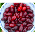 Cornelian Cherry Dogwood (Cornus mas) BOLESTRASZYCKI®  