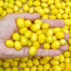 Cornelian Cherry Dogwood (Cornus mas) BUKOVINSKY