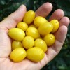 Drieň obyčajný (Cornus mas) JANTARNYJ