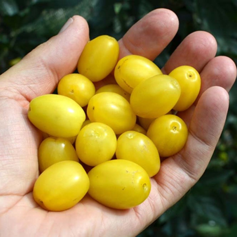 Drieň obyčajný (Cornus mas) JANTARNYJ