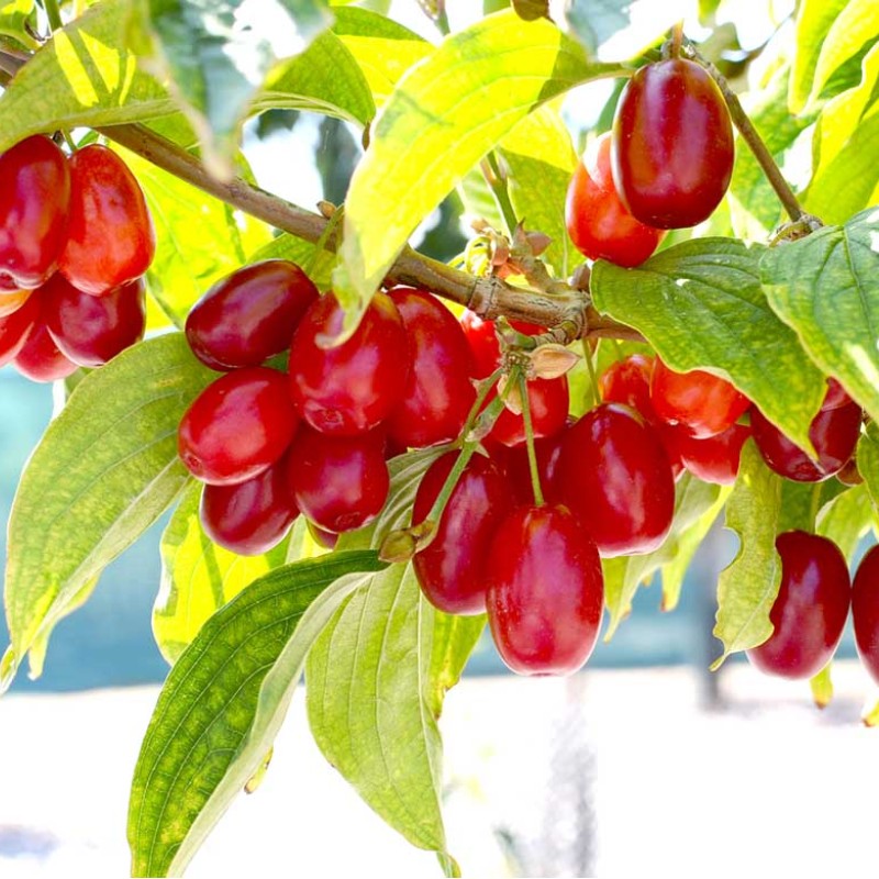 Cornelian Cherry Dogwood (Cornus mas) KORALLOVY