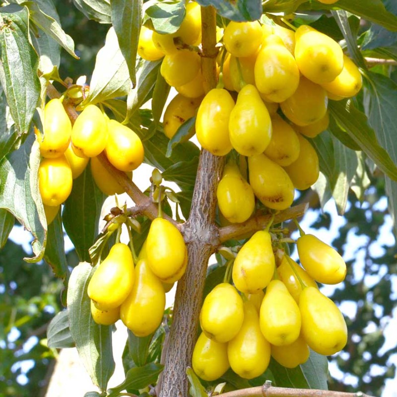 Cornelian Cherry Dogwood (Cornus mas) NESHNY