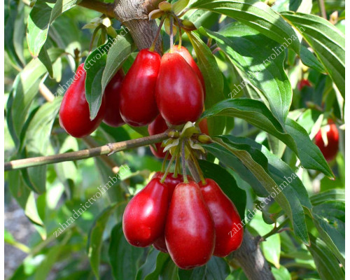 Cornelian Cherry Dogwood (Cornus mas) SEMION