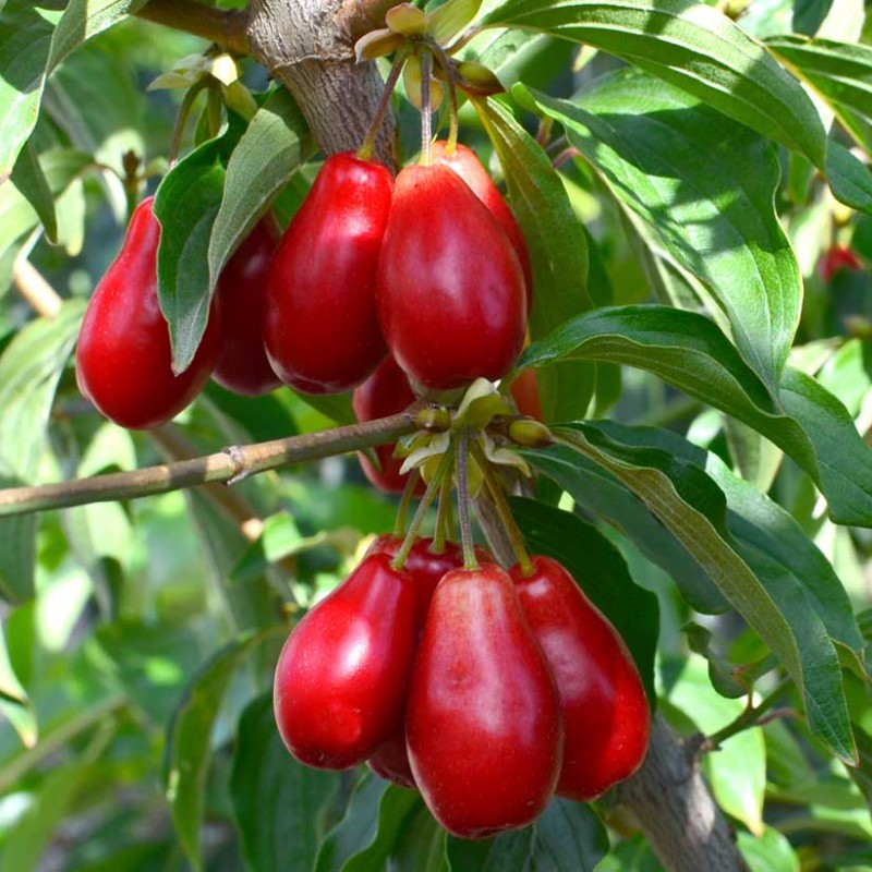 Drieň obyčajný (Cornus mas) SEMJON