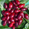 Cornelian Cherry Dogwood (Cornus mas) VLADIMIRSKY