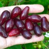 Cornelian Cherry Dogwood (Cornus mas) VLADIMIRSKY