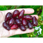 Cornelian Cherry Dogwood (Cornus mas) VLADIMIRSKY 