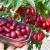 Cornelian Cherry Dogwood (Cornus mas) VLADIMIRSKY