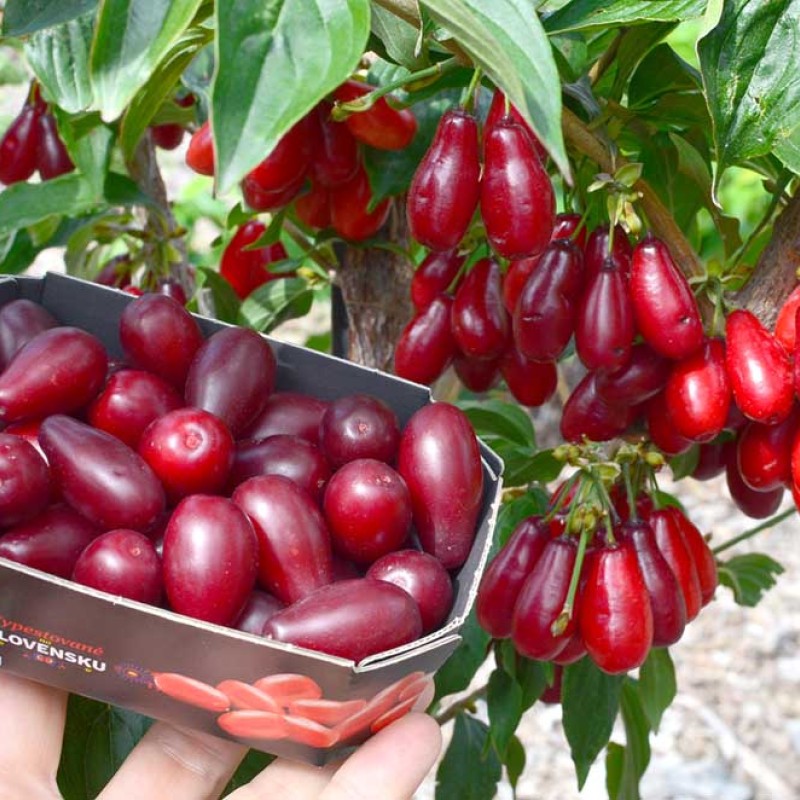 Cornelian Cherry Dogwood (Cornus mas) VLADIMIRSKY