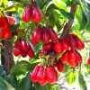 Cornelian Cherry Dogwood (Cornus mas) VLADIMIRSKY