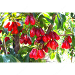 Cornelian Cherry Dogwood (Cornus mas) VLADIMIRSKY 