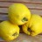 Quince Trees
