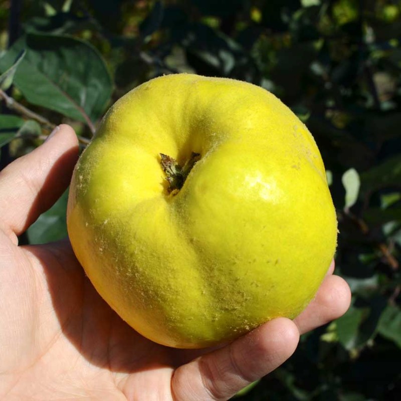 Dula (Cydonia oblonga)  CYDORA-ROBUSTA