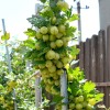 Gooseberry shrub (Grossularia uva-crispa) INVICTA
