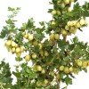 Gooseberry shrub (Grossularia uva-crispa) INVICTA