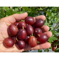 Stachelbeere Stamm (Grossularia uva-crispa) KAMENIAR