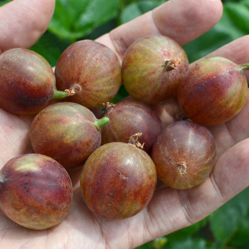 Stachelbeere (Grossularia uva-crispa) KOOPERATOR