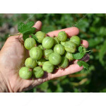 Gooseberry (Grossularia uva-crispa) MUCURINES