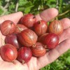 Egreš krík (Grossularia uva-crispa) PAX
