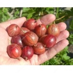 Egreš krík (Grossularia uva-crispa) PAX