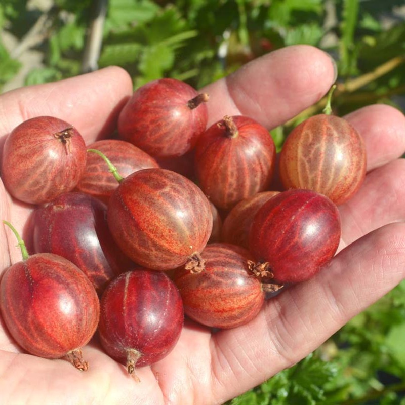 Egreš krík (Grossularia uva-crispa) PAX