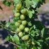 Gooseberry trunk (Grossularia uva-crispa) RODNIK