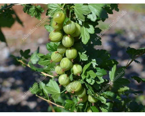 Stachelbeere Stamm (Grossularia uva-crispa) RODNIK