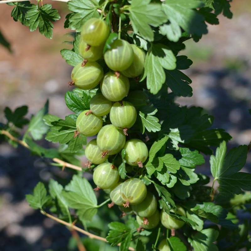 Gooseberry trunk (Grossularia uva-crispa) RODNIK