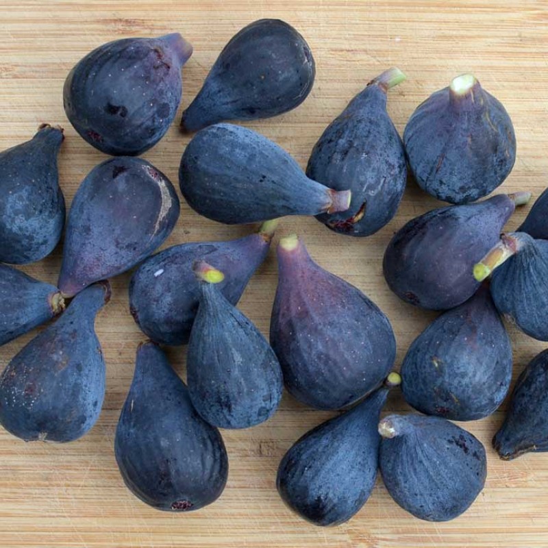 Figovník (Ficus carica) ABICOU