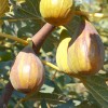 Figovník (Ficus carica) BROWN TURKEY
