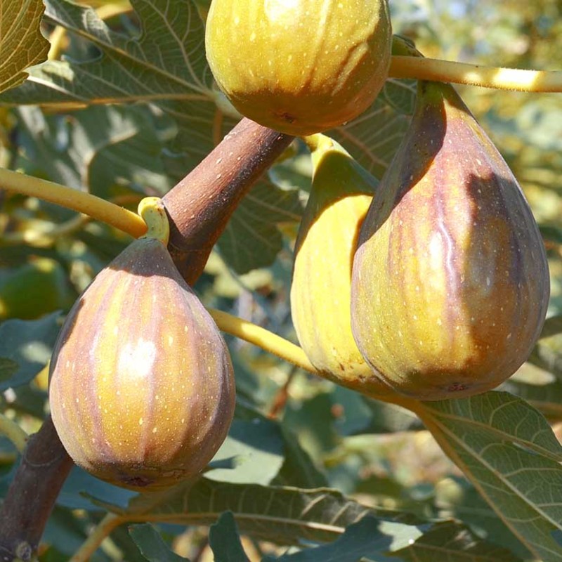 Figovník (Ficus carica) BROWN TURKEY