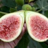 Figovník (Ficus carica) DALMATIE