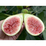 Fig Tree (Ficus carica) DALMATIE
