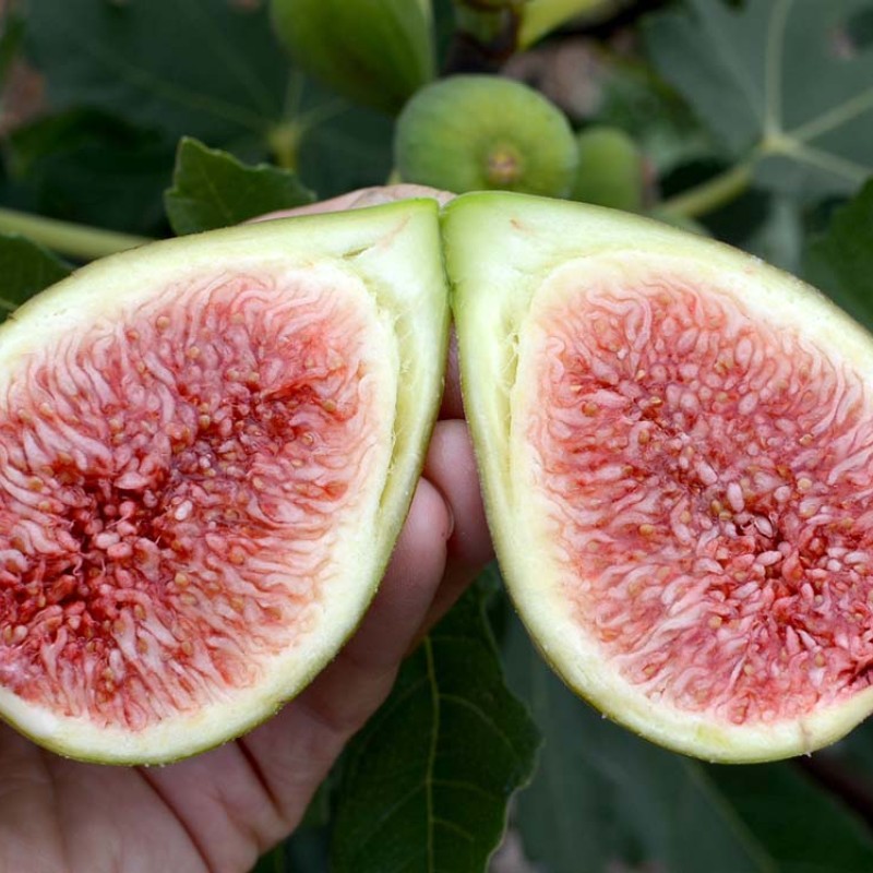 Figovník (Ficus carica) DALMATIE