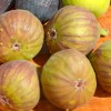 Fig Tree (Ficus carica) DORÉE