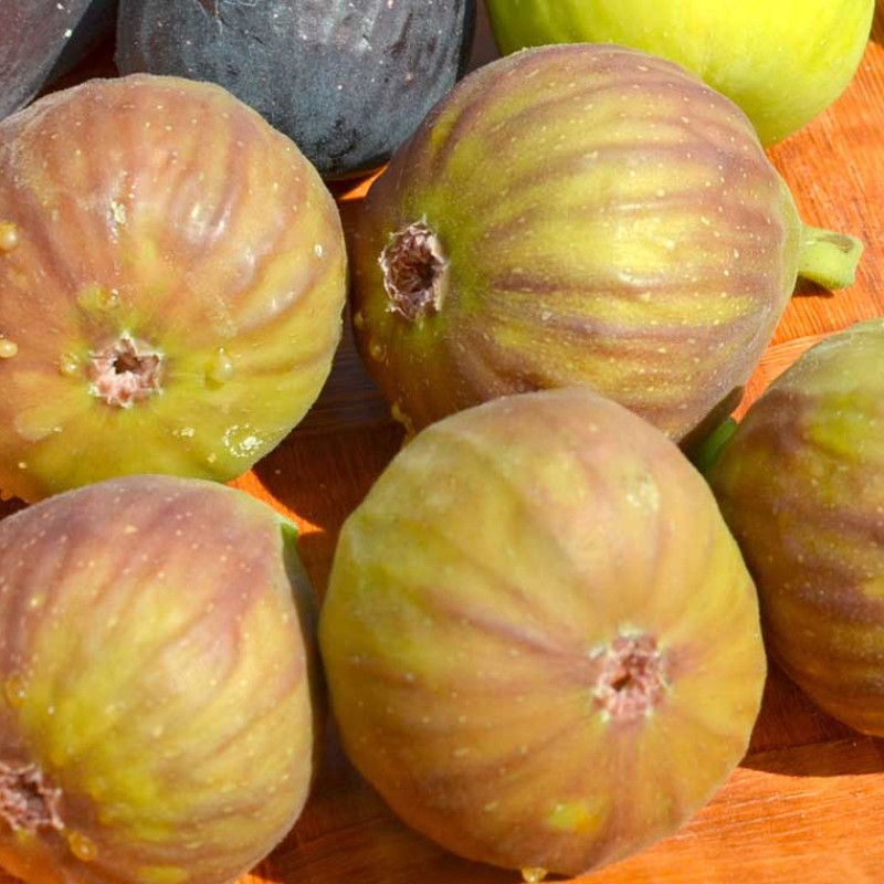 Fig Tree (Ficus carica) DORÉE
