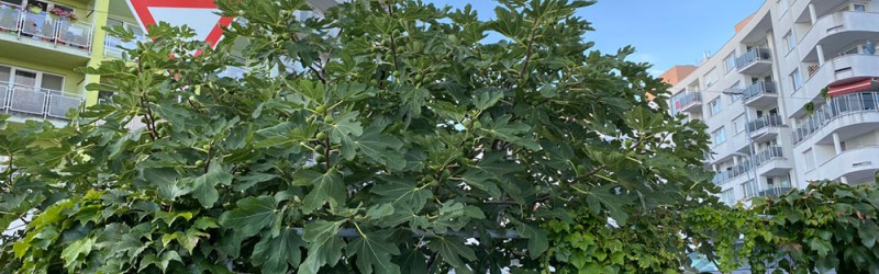 How to choose the right planting site for a hardy fig tree?