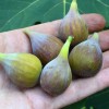 Figovník (Ficus carica) CELESTE