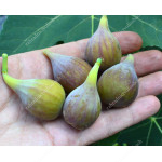 Figovník (Ficus carica) CELESTE