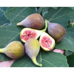 Fig Tree (Ficus carica) CELESTE