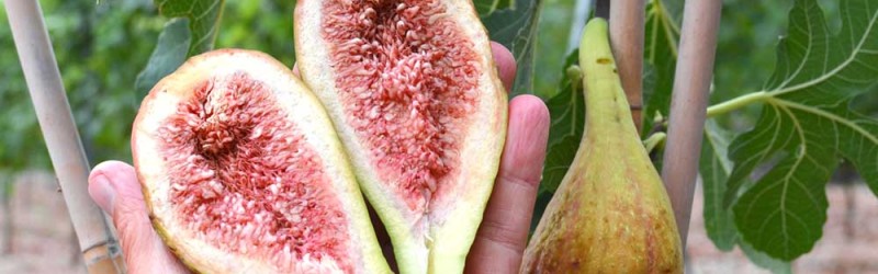Discovering a hidden treasure: The health benefits of fig