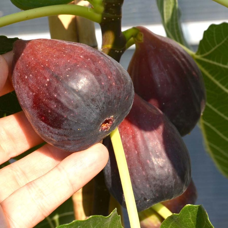 Fig Tree (Ficus carica) SULTANE
