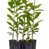 Gaštan čínsky (Castanea mollissima) 3-ročný semenáč