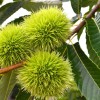Gaštan čínsky (Castanea mollissima) 3-ročný semenáč