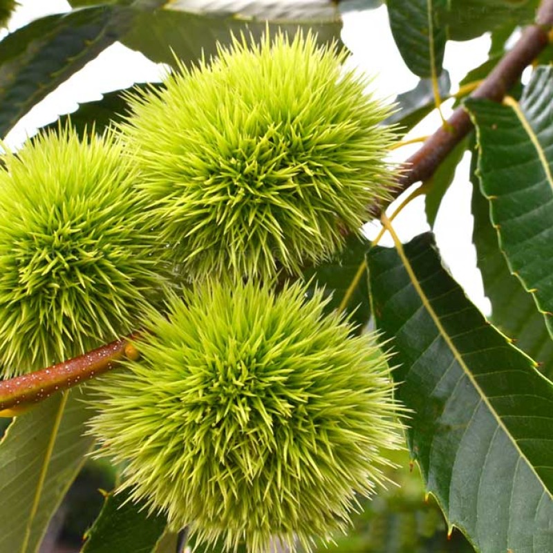 Gaštan čínsky (Castanea mollissima) 3-ročný semenáč
