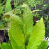 Gaštan čínsky (Castanea mollissima) 3-ročný semenáč